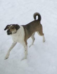 Потерялась собака,кличка Ваня нет уже второй месяц,кто-то может видил или знает, жил на Ухтомского,в